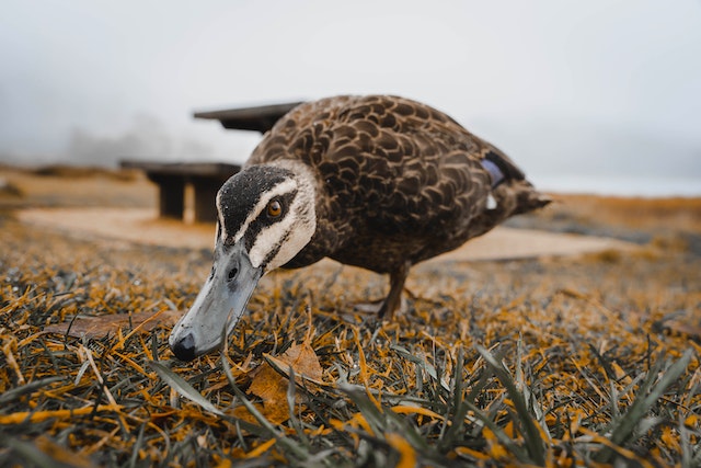 canard-gras
