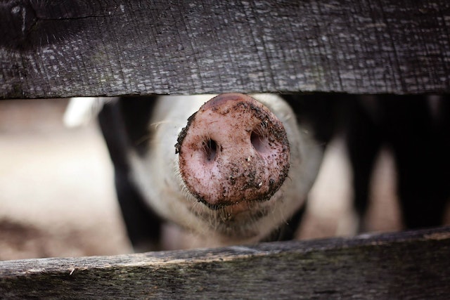 cochon-conserves